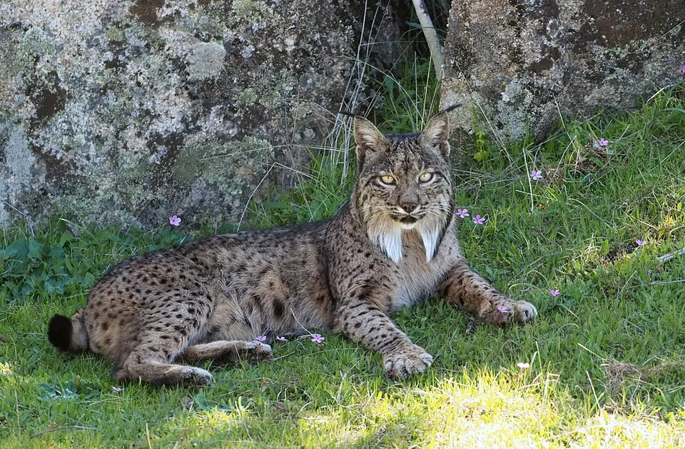 Lince ibérico en libertad.