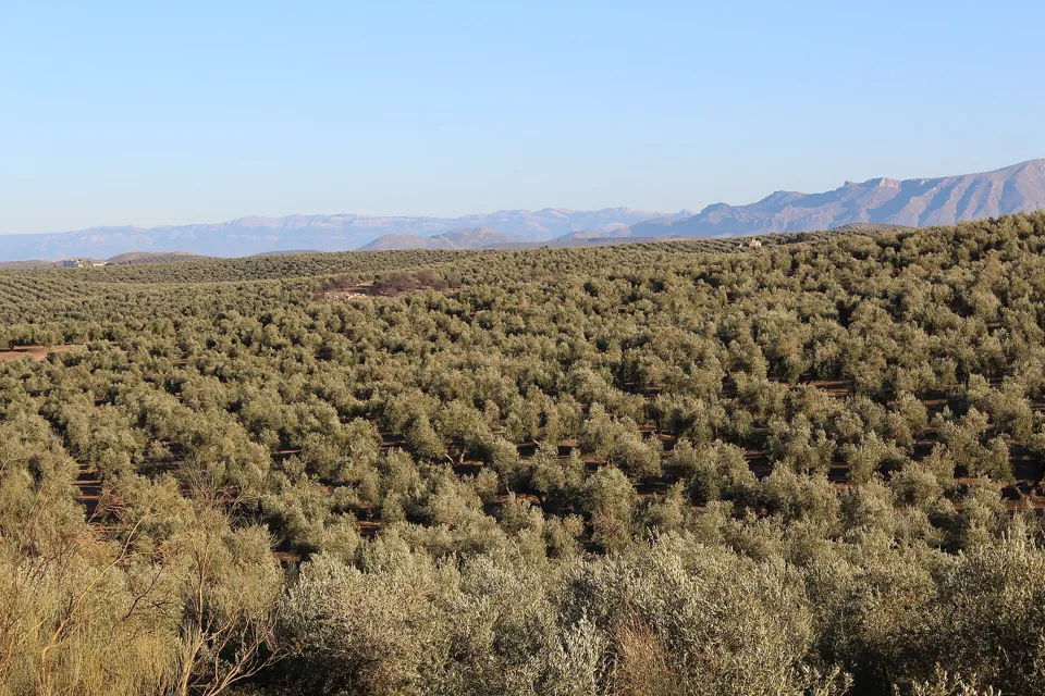 Olivares de la provincia de Jaén hasta el horizonte